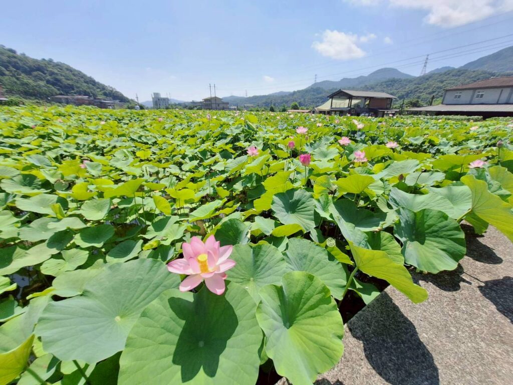 荷你相約盛夏雙溪 2026戀戀雙溪荷花節日夜登場 8 %E9%9B%99%E6%BA%AA%E4%B8%8A%E6%9E%97%E8%8D%B7%E8%8A%B1%E5%9C%926%E6%9C%88%E5%88%9D%E6%8B%8D%E6%94%9D%E8%8A%B1%E6%B3%81%E7%B4%843%E6%88%90%EF%BC%8C%E9%A0%90%E8%A8%886%E6%9C%88%E4%B8%AD%E6%97%AC%E9%80%B2%E5%85%A5%E6%9C%80%E4%BD%B3%E8%B3%9E%E8%8A%B1%E6%9C%9F%E3%80%82%E9%9B%99%E6%BA%AA%E5%8D%80%E5%85%AC%E6%89%80%E6%8F%90%E4%BE%9B%E7%8F%BE%E6%B3%81%E7%85%A7%E7%89%87