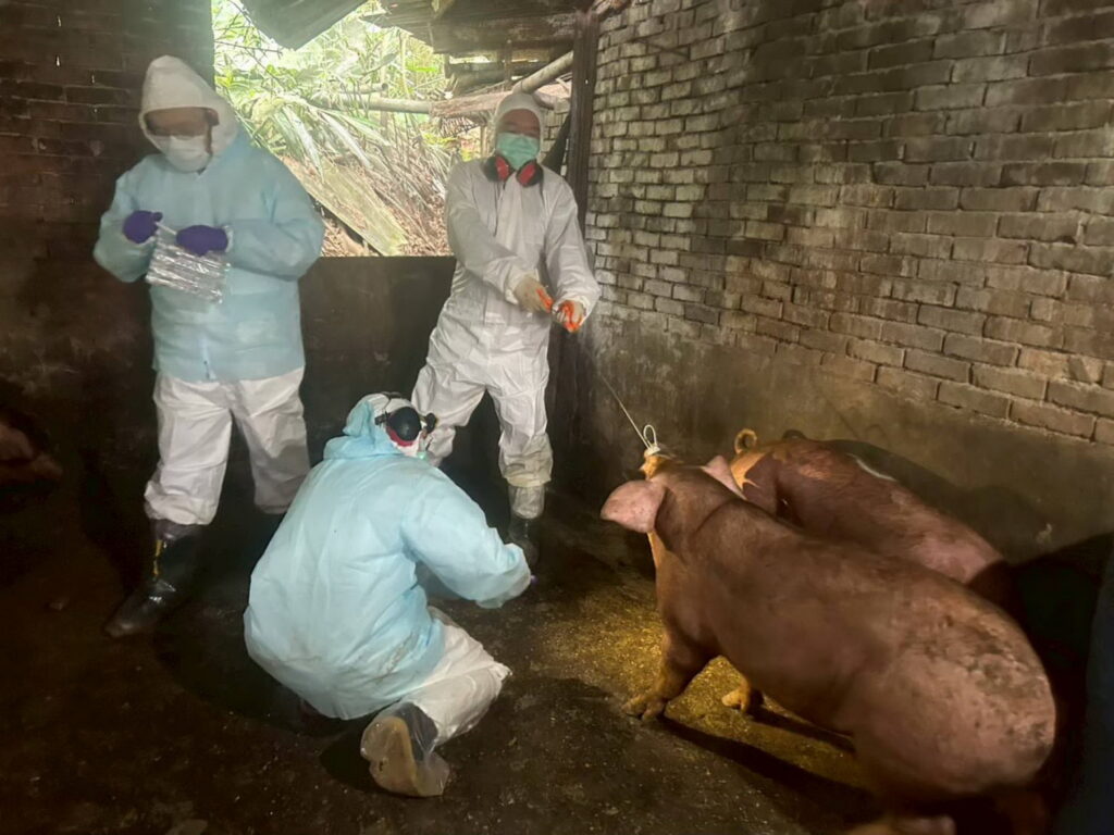 端午安心吃粽 新北市舉辦重大豬病兵推,建構堅實防疫網 18 0616008