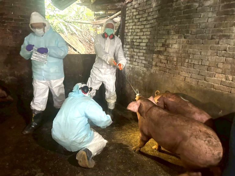 端午防疫不鬆懈   新北重大豬病兵推建構跨局處防護網