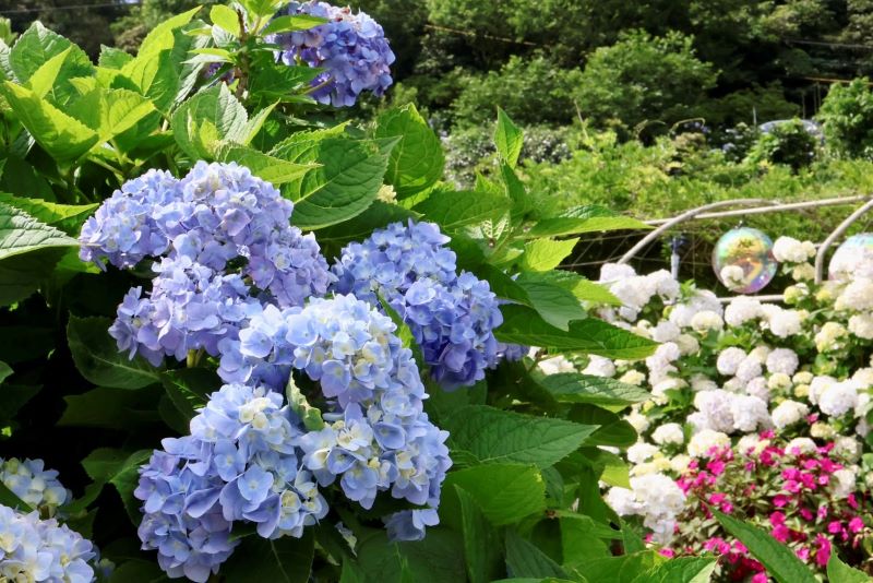 沙雕、花海與海味齊綻放 青春山海線端午出遊首選 13 《圖說》萬里高家繡球花海繽紛盛開,團簇花球開滿山谷,是夏季限定的絕美景色。〈觀旅局提供〉