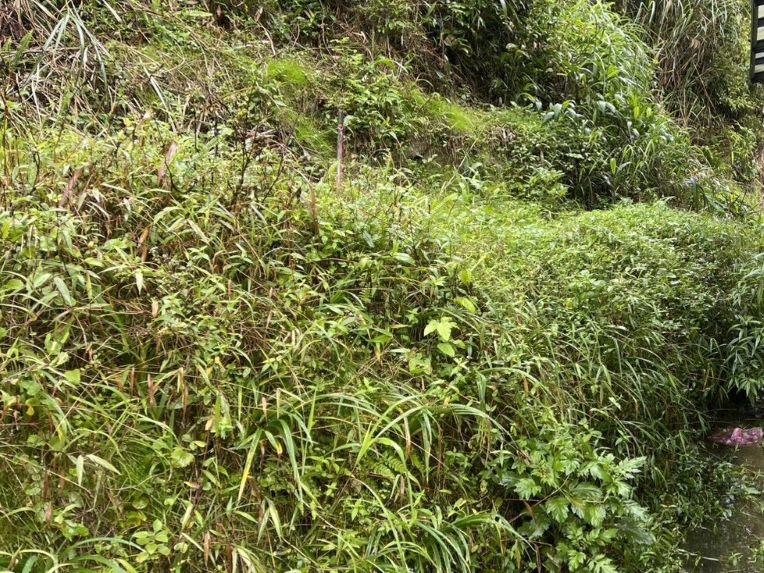 山坡地違規零容忍 新北77件全數開罰、27件已拆除 14 《圖說》坪林區山坡地違規設置擋土牆,經新北市限期改正後已拆除擋土牆並植生覆蓋改正。〈農業局提供〉