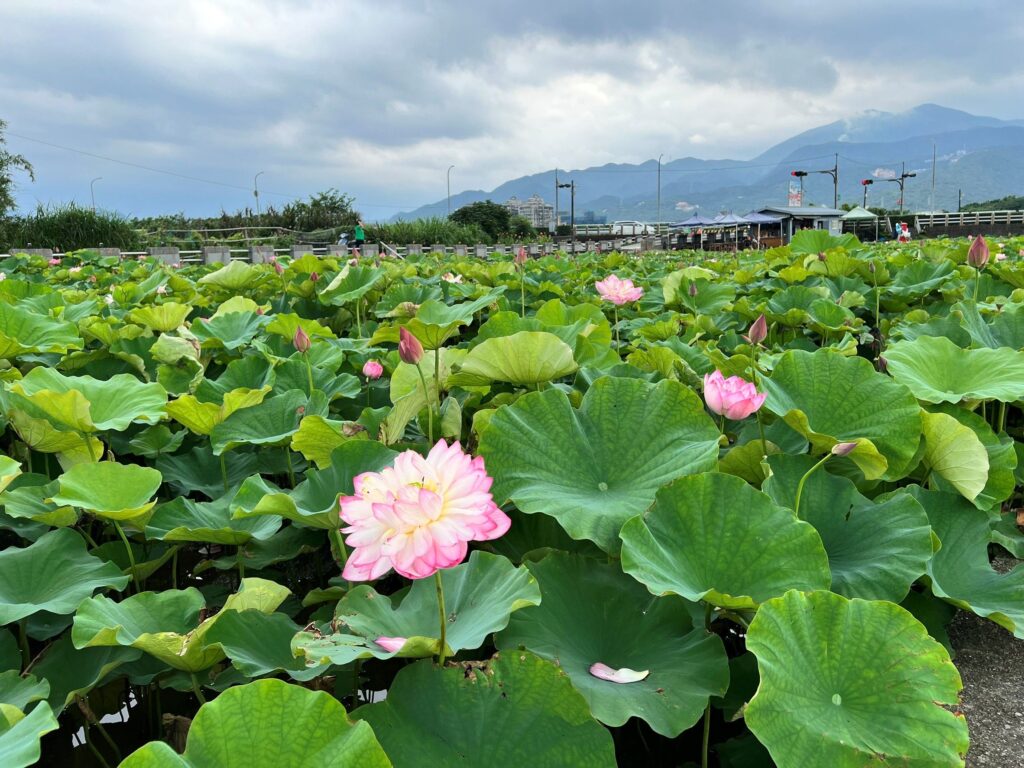 盛夏水水田莊蓮花開! 金山六三社區賞花趣 體驗北海岸夏季慢遊 28 %E9%87%91%E5%B1%B1%E5%85%AD%E4%B8%89%E7%A4%BE%E5%8D%80%E8%93%AE%E8%8A%B1%E7%B6%BB%E6%94%BE