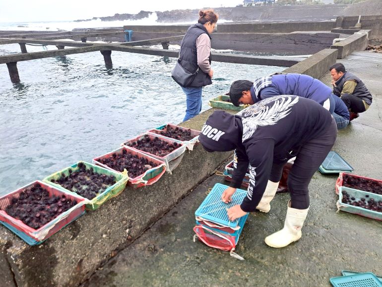 夏季限定海味報到 東北角紫海膽鮮甜上桌 11 《圖說》透過放流人工培育的紫海膽,協助恢復海域生態。〈漁業處提供〉