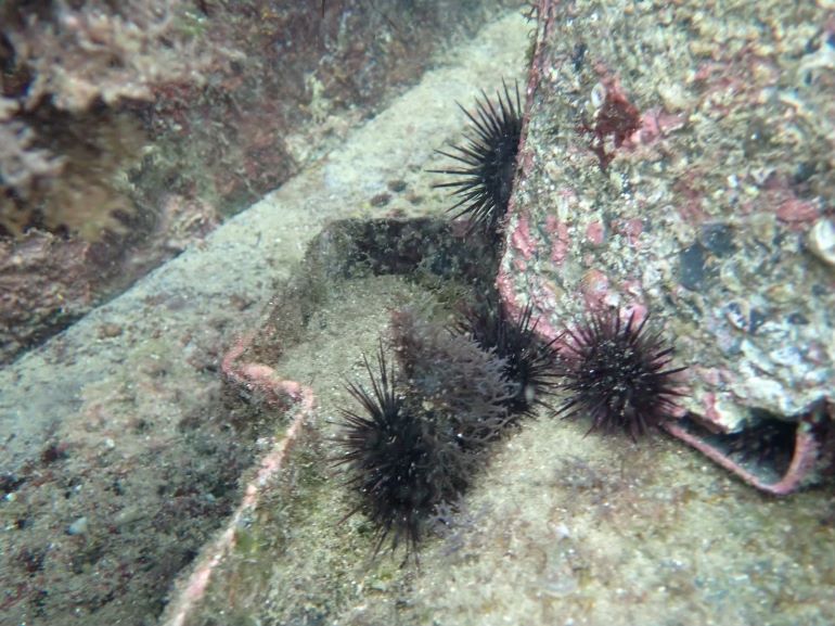 夏季限定海味報到 東北角紫海膽鮮甜上桌 12 《圖說》紫海膽在養殖池中啃食龍鬚菜。〈漁業處提供〉