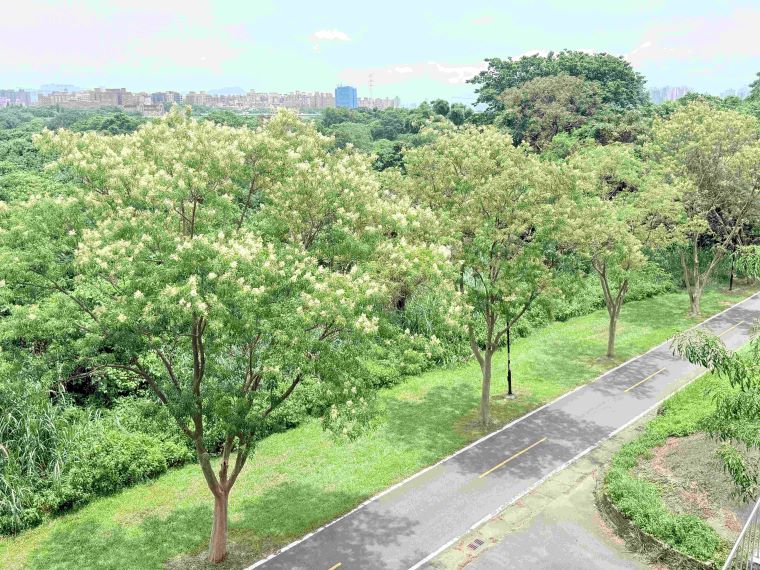 土城河濱光蠟樹廊道成獨角仙秘境 暑假親子追「仙」趣 8 《圖說》土城河濱光蠟樹綠意成蔭+展現河濱生態風貌。〈高灘處提供〉