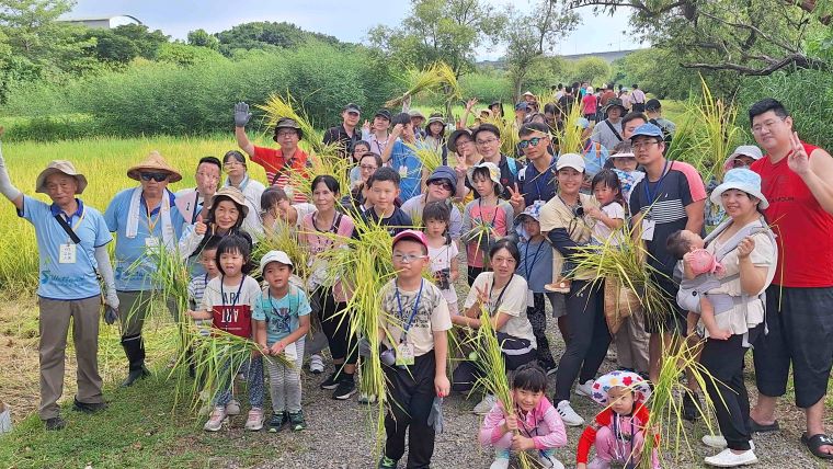 盛夏金黃稻浪現身 新北濕地8/1割稻趣 7 《圖說》城市割稻體驗。〈高灘處提供〉