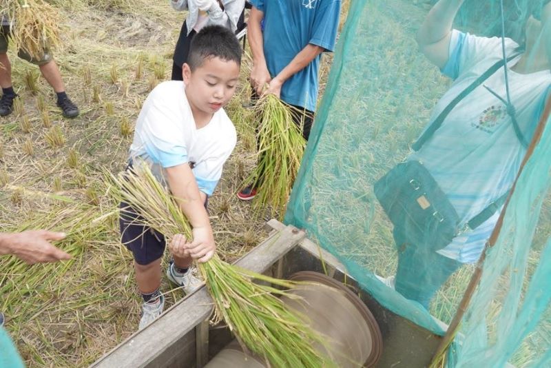 雙溪金黃稻浪迎秋收 300人下田割稻體驗農村豐年樂 48 《圖說》透過實際走入田間、親手參與農事,讓民眾更加珍惜糧食、體會農民辛勞。〈農業局提供〉