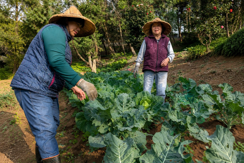 《圖說》連明祥陪伴母親整理菜園，在共同耕作中傳遞陪伴與孝心。〈教育局提供〉