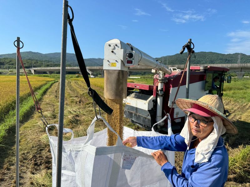 貢寮「羽豐米」飽滿收成    友善迎候鳥備好秋日食堂