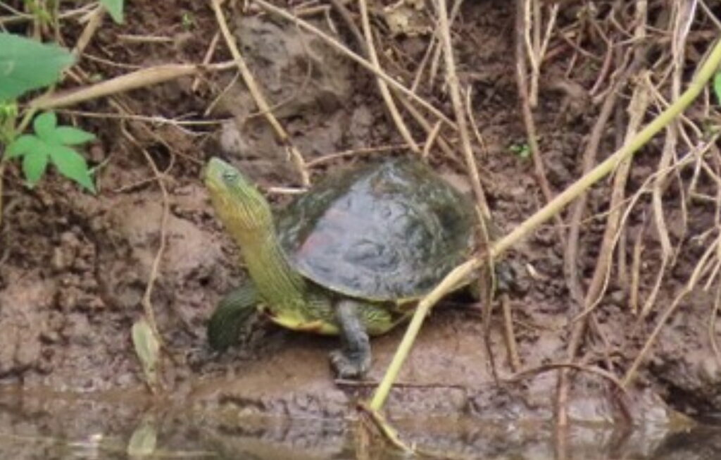 打通淡水公司田溪縱向阻礙 309種生物現蹤、保育類穿山甲及魚鷹回來了 18 %E5%9C%9612