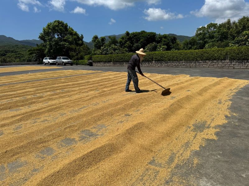《圖說》在地居民還維持著傳統的曬穀方式，準備家裡接下來一整年的米糧。〈農業局提供〉