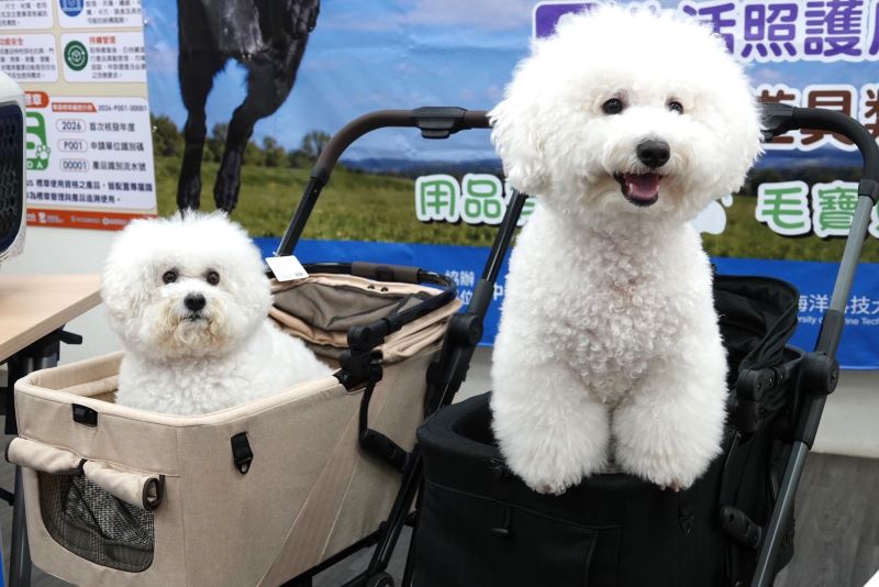 《圖說》飼犬坐在GS寵物用品安全標章認證之推車。〈動保處提供〉