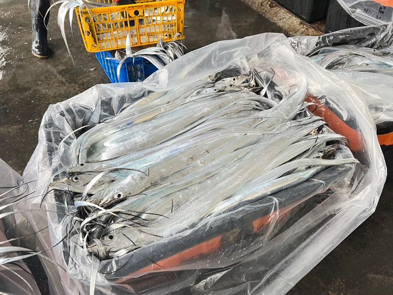 《圖說》新鮮捕撈的白帶魚整齊集中盛裝，閃亮的魚體展現漁獲的新鮮與豐收。〈漁業處提供〉