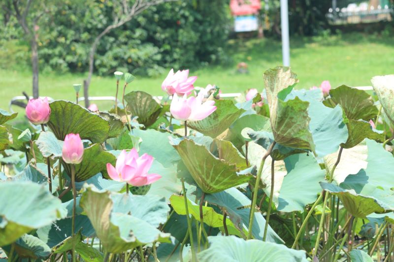 《圖說》荷花與水岸的美麗約會　新北山佳荷花盛開。〈高灘處提供〉