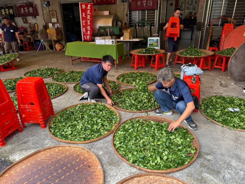 《圖說》三峽祥興茶行茶農周育成(右)帶領來自阿里山茶區的林尚旻(左)，以1對1指導徒弟製茶，透過2天1夜教學相長的實作交流製茶技藝。〈農業局提供〉